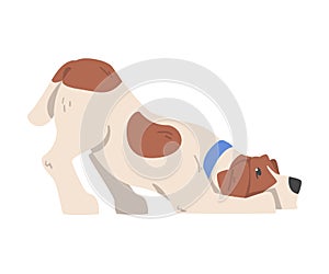 Obedient Jack Russell Terrier, Cute Cheerful Pet Animal with Brown and White Coat Cartoon Vector Illustration