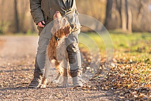 Obedient old Magyar Vizsla 13 years old. female dog handler is walking with her odedient old dog on the road in a forest in autumn