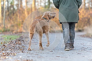 Obedient old Magyar Vizsla 13 years old. female dog handler is walking with her odedient old dog on the road in a forest in autumn