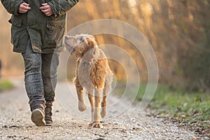 Obedient old Magyar Vizsla 13 years old. female dog handler is walking with her odedient old dog on the road in a forest in autumn