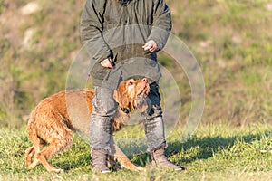 Obedient old Magyar Vizsla 13 years old. female dog handler is walking with her odedient old dog on the road in a forest in autumn