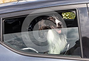 Obedient pet dog enjoying car ride peeping through half wined down window, for safety.