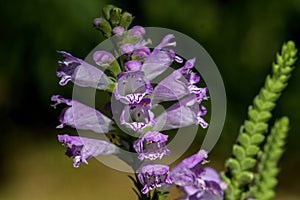 Obedient plant, obedience or false dragonhead in morning light.