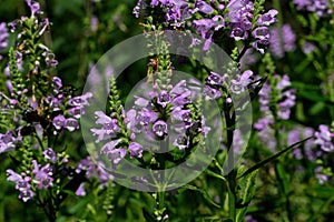 Obedient plant, obedience or false dragonhead in morning light.