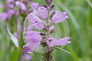 Obedient plant, Physostegia virginiana, inflorescence close-up