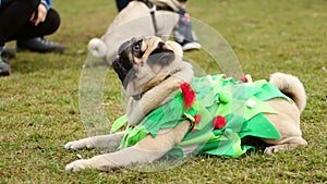 Obedient pug lying on grass, looking faithfully at master, waiting for treats