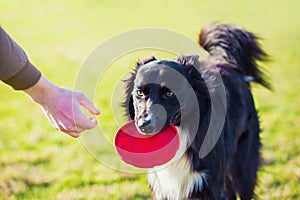 Obedient purebred border collie dog playing outdoors as fetching the frisbee toy back to master. Adorable, well trained puppy photo