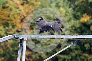 obedient small black Yorkshire Terrier running on dog agility competition