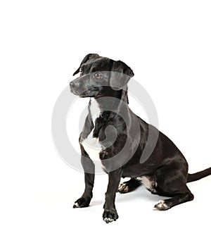 obedient small dog on white isolated background