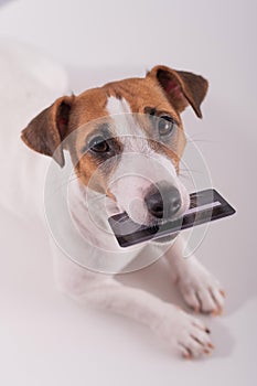 An obedient smart dog holds a bank card in his mouth on a white background