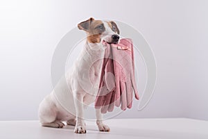 Obedient smart dog holds pink female gloves on a white background. Copy space