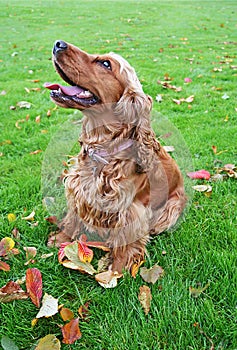 Obedient Spaniel