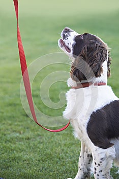 Obedient Spaniel Dog On Leash Outdoors photo