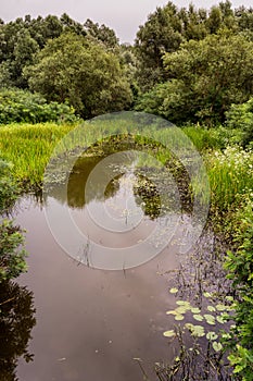 Obedska pond Special nature reserve along Sava river in Serbia