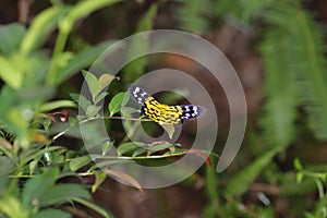 an Obeidia tigrata moths at the nature back ground