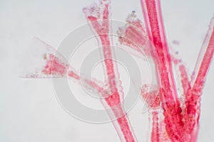 Obelia is a genus of hydrozoa, a class of mainly marine and some freshwater animal species that have both polyp and medusa stages photo