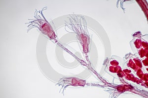 Obelia hydroid