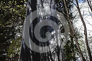 Obelisk of granite against background of forest. Place of military glory. Monument to soldiers