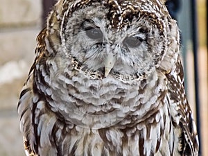 Oberim the Barred Owl