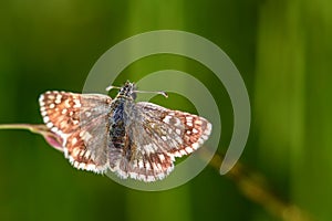 OberthÃ¼rs Grizzled Skipper - Pyrgus armoricanus