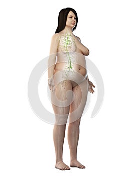 An obese females lymphatic system