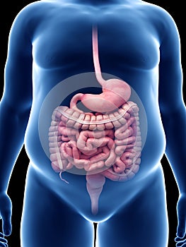 An obese guys digestive system