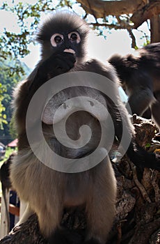 Obese Langur Primate Monkey Eats Food Given by Human visitors at an open animal sanctuar