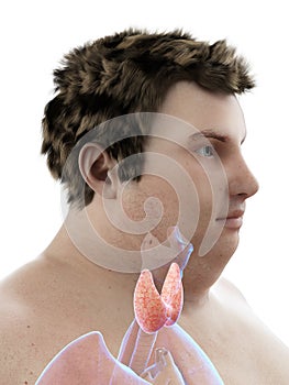 An obese mans thyroid gland