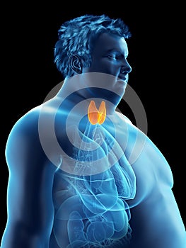 An obese mans thyroid gland