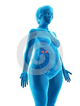 An obese womans adrenal glands