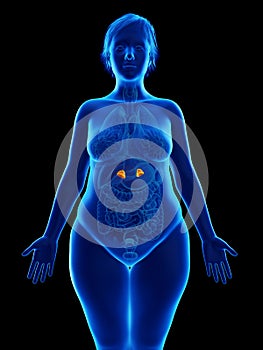 An obese womans adrenal glands