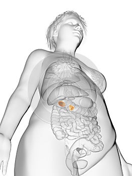 An obese womans adrenal glands