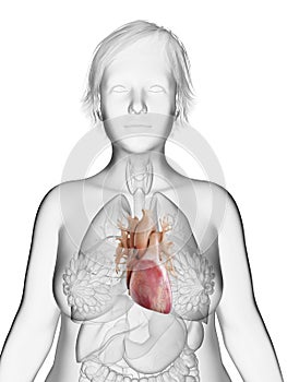 An obese womans heart