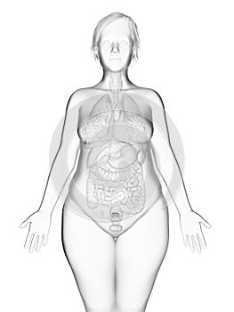 An obese womans internal organs