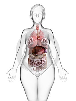 An obese womans internal organs