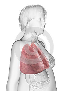 an obese womans lung