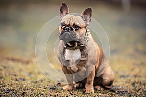 Obeying French bulldog sitting outdoors awaiting orders photo
