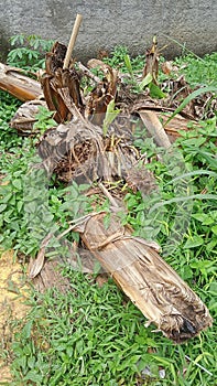 The object of a dead banana tree.