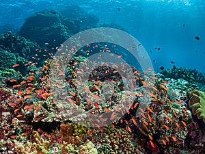 Gili Mimpang. Object of Desire