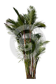 Object of Sealing wax palm, Lipstick palm, Raja palm, Maharajah Palm tree.