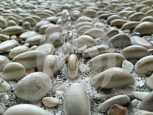 Neatly lined collection of white stones photo
