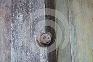 the objects found in the deserted and dilapidated colonial building.