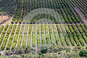 Vew of sandalwood plantation in the Ord River Irrigation scheme at Kununurra in the Kimberley photo