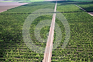 View of sandalwood plantation in the Ord River Irrigation scheme at Kununurra in the Kimberley photo