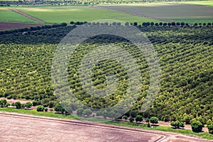 View of sandalwood plantation in the Ord River Irrigation scheme at Kununurra in the Kimberley photo