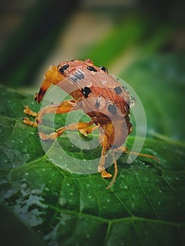 Oblique angle of Podontia quatuordecimpunctata photo