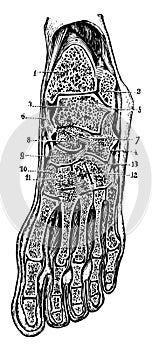 Oblique Anteroposterior Section of, vintage illustration