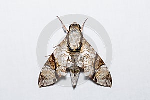 Oblique-banded hawk moth