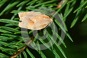 Oblique-banded Leafroller Moth - Choristoneura rosaceana photo