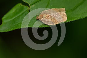 Oblique-banded Leafroller Moth - Choristoneura rosaceana photo